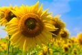 Yellow sunflower, field of sunflowers. Close up of a sunflower against the background of the blue sky Royalty Free Stock Photo