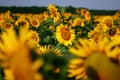 Yellow Sunflower field Royalty Free Stock Photo