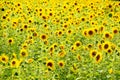 Yellow Sunflower Field In Sunshine Royalty Free Stock Photo