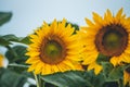 Yellow sunflower fields, view wide and close up