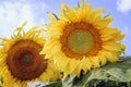 Yellow sunflower flower against the blue sky. Beautiful natural background Royalty Free Stock Photo