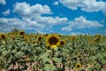 Yellow sunflower flower in an agricultural and ecological field of sunflower plantation. Focus on the flower. In the background