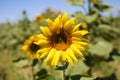 Yellow sunflower flower in an agricultural and ecological field of sunflower plantation. Focus on the flower. In the background