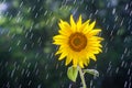 Yellow sunflower flower on the background of tracks of raindrops Royalty Free Stock Photo