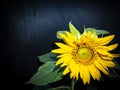 Yellow sunflower flower on a black background Royalty Free Stock Photo