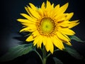 Yellow sunflower flower on a black background Royalty Free Stock Photo