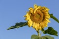 Sunflower yellow flower in blue sky background with copy space at morning sun light Royalty Free Stock Photo