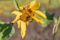 Yellow sunflower flower with bumblebee. Close-up Royalty Free Stock Photo