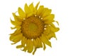 Yellow Sunflower Flower. Closeup Isolated on White Background Royalty Free Stock Photo