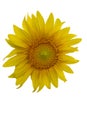 Yellow Sunflower Flower. Closeup Isolated on White Background Royalty Free Stock Photo