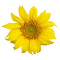 Yellow Sunflower Flower. Closeup Isolated on White Background Royalty Free Stock Photo