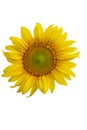 Yellow Sunflower Flower. Closeup Isolated on White Background Royalty Free Stock Photo