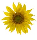 Yellow Sunflower Flower. Closeup Isolated on White Background Royalty Free Stock Photo