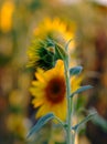 Yellow sunflower flower on the field