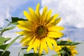 Yellow sunflower flower growing in the garden against a blue summer sky with clouds Royalty Free Stock Photo