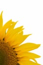 yellow sunflower flower isolated on white background Royalty Free Stock Photo