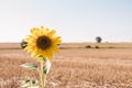 Yellow sunflower flower in the middle of a mown wheat field with an unfocused tree in the background Royalty Free Stock Photo