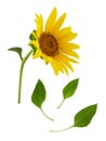 Yellow sunflower flower on stem with green leaves isolated on white background Royalty Free Stock Photo