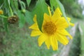 Yellow sunflower