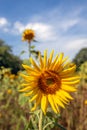 Yellow sunflower in the foreground of a large field Royalty Free Stock Photo