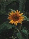 A Yellow Sunflower In Full Bloom Royalty Free Stock Photo