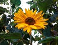 Yellow sunflower full bloom blushing green leaf background Royalty Free Stock Photo