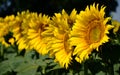 Yellow sunflower in full bloom. macro view. diminishing perspective