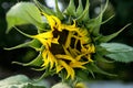 Yellow sunflower in a garden with a half open bud Royalty Free Stock Photo