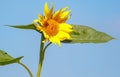 A yellow sunflower is on a green leaf Royalty Free Stock Photo
