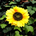 Yellow Sunflower Green Leaves Background