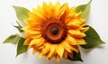 Yellow Sunflower With Green Leaves on White Background Royalty Free Stock Photo