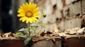 a yellow sunflower growing out of a brick wall