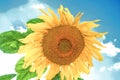 Yellow sunflower growing in summer field by blue sky background Royalty Free Stock Photo