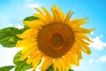 Yellow sunflower growing in summer field by blue sky background Royalty Free Stock Photo