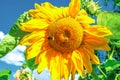 Yellow sunflower growing in summer field with pollen honey bee and bumblebee by blue sky, sunny light day Royalty Free Stock Photo