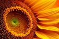 Yellow sunflower head closeup summer background