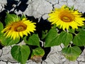 Yellow sunflower heads with scorched soil background in bright summer sunlight Royalty Free Stock Photo