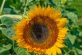 Yellow sunflower Helianthus sp with bumble bee Royalty Free Stock Photo