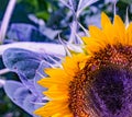 Manipulated Yellow sunflower Helianthus sp with bumble bee Royalty Free Stock Photo