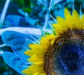 Manipulated Yellow sunflower Helianthus sp with bumble bee Royalty Free Stock Photo