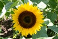 Yellow sunflower Helianthus sp in full bloom Royalty Free Stock Photo