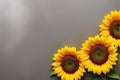 Yellow Sunflower Inflorescence: Beauty and Fragility in Fresh Nature. Generative Ai