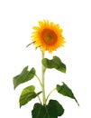 Yellow Sunflower isolated over white Royalty Free Stock Photo