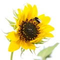 Yellow sunflower isolated on a white background Royalty Free Stock Photo