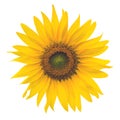 Yellow Sunflower isolated on white background Royalty Free Stock Photo