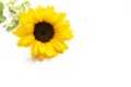 Yellow sunflower isolated on white background, copy space Royalty Free Stock Photo
