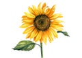 Yellow sunflower on isolated white background, watercolor botanical illustration, hand drawing, summer flower Royalty Free Stock Photo