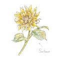 Yellow sunflower isolated on white background. Watercolor handwork illustration. Drawing of blooming fiower Royalty Free Stock Photo