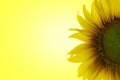 Sunflower Yellow color background - Single Royalty Free Stock Photo