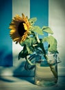 Yellow sunflower in jar Royalty Free Stock Photo